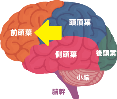 脳の構造と働き
