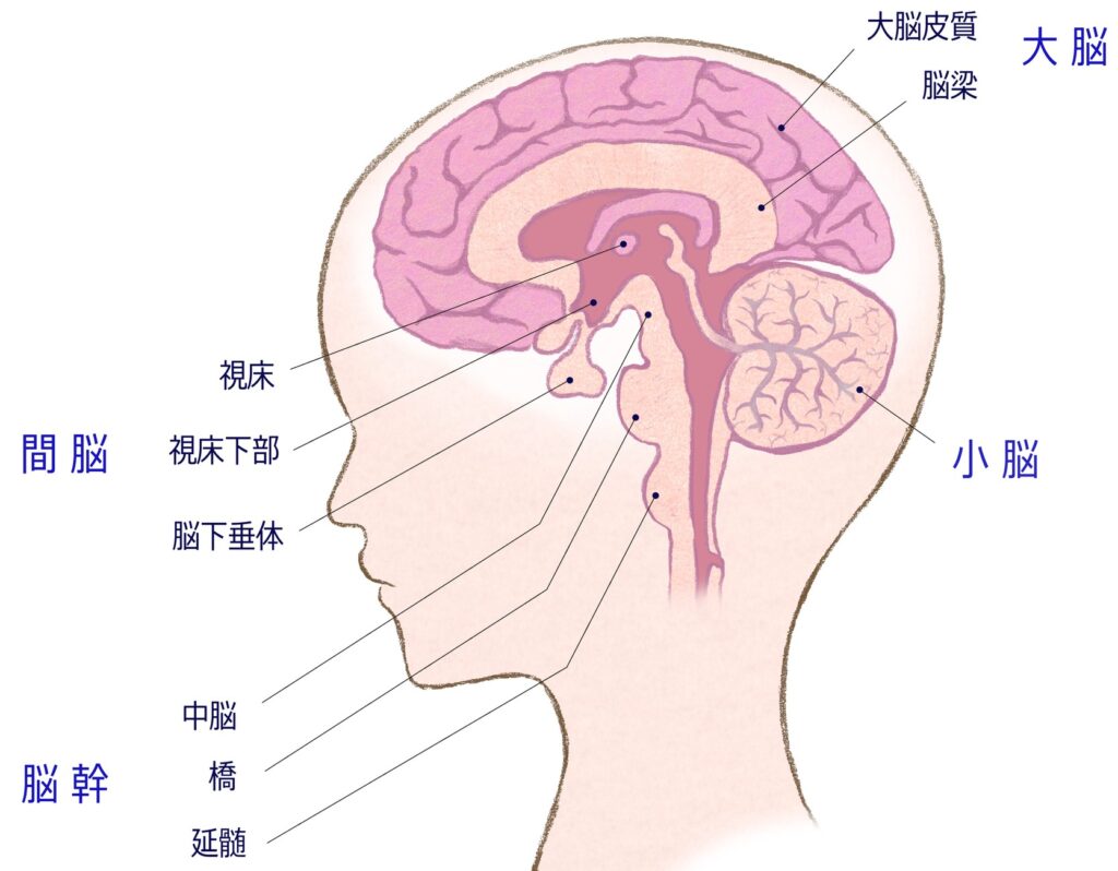 脳の構造と働き 大脳白質解剖入門