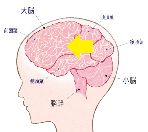 脳の構造と働き