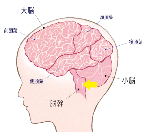 脳の構造と働き